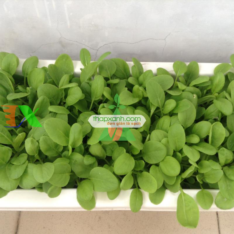 Hạt giống rau Cải Mơ Hoàng Mai