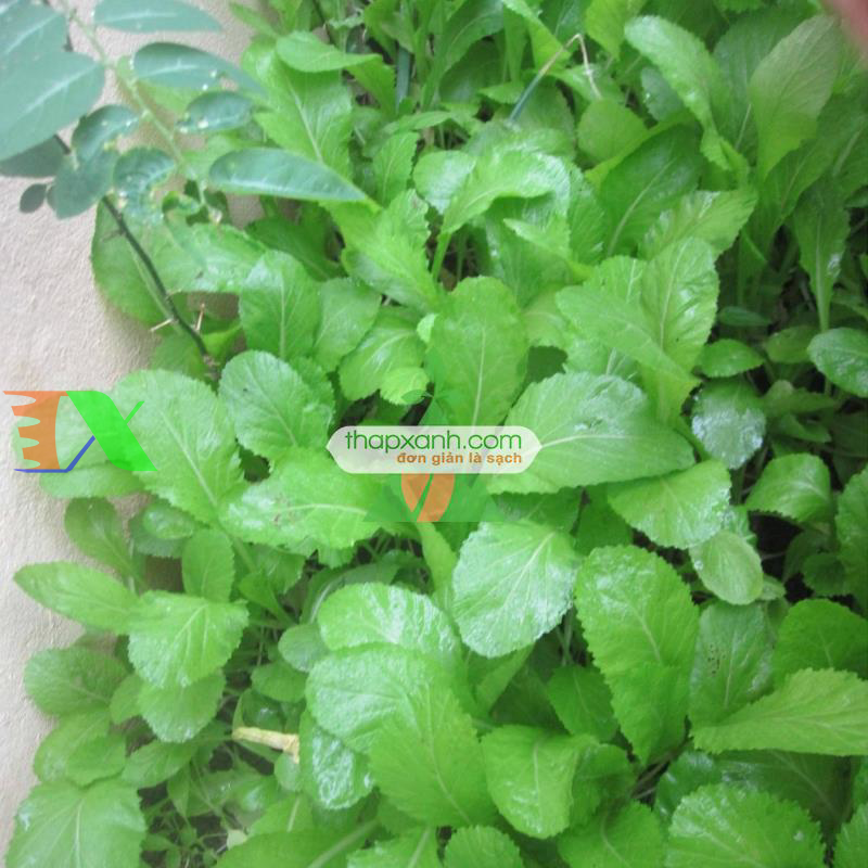 Hạt giống rau Cải Mơ Hoàng Mai