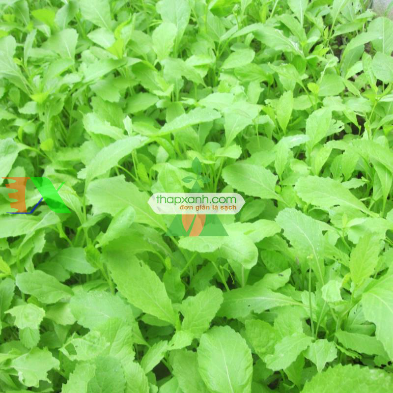 Hạt giống rau Cải Mơ Hoàng Mai
