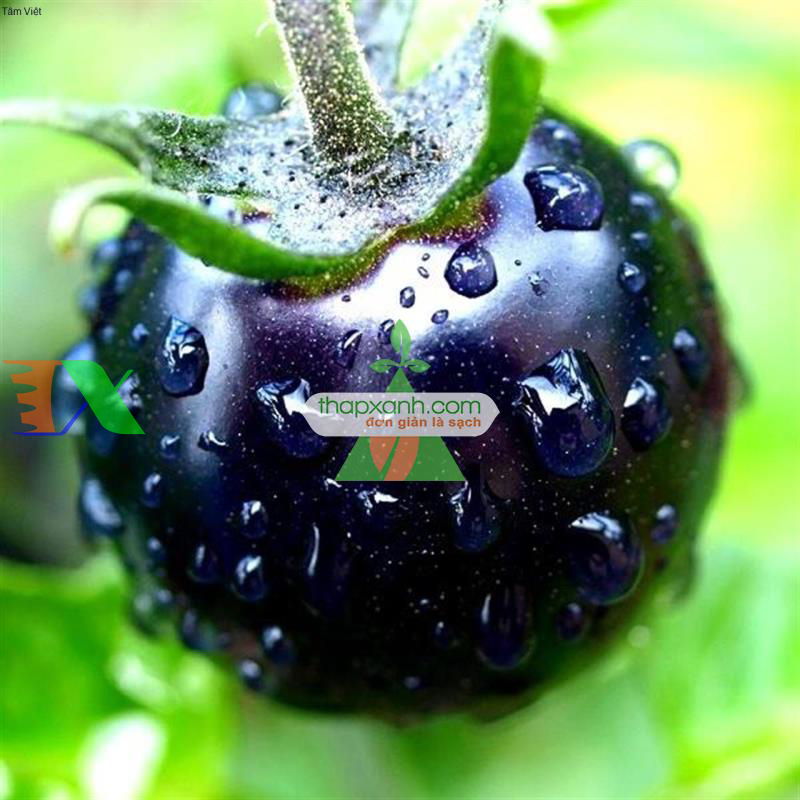 Hạt giống Cà Chua Đen (Đà Lạt)