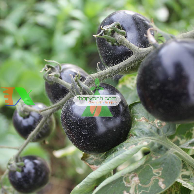 Hạt giống Cà Chua Đen (Đà Lạt)