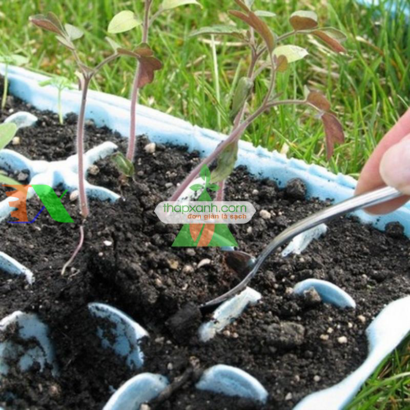 Hạt giống Cà Chua Đen (Đà Lạt)