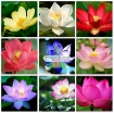 Ảnh của Hạt giống hoa Sen Nhật mini (gói 5 hạt 5 màu)