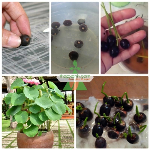 Ảnh của Hạt giống hoa Sen Nhật mini (gói 5 hạt 5 màu)