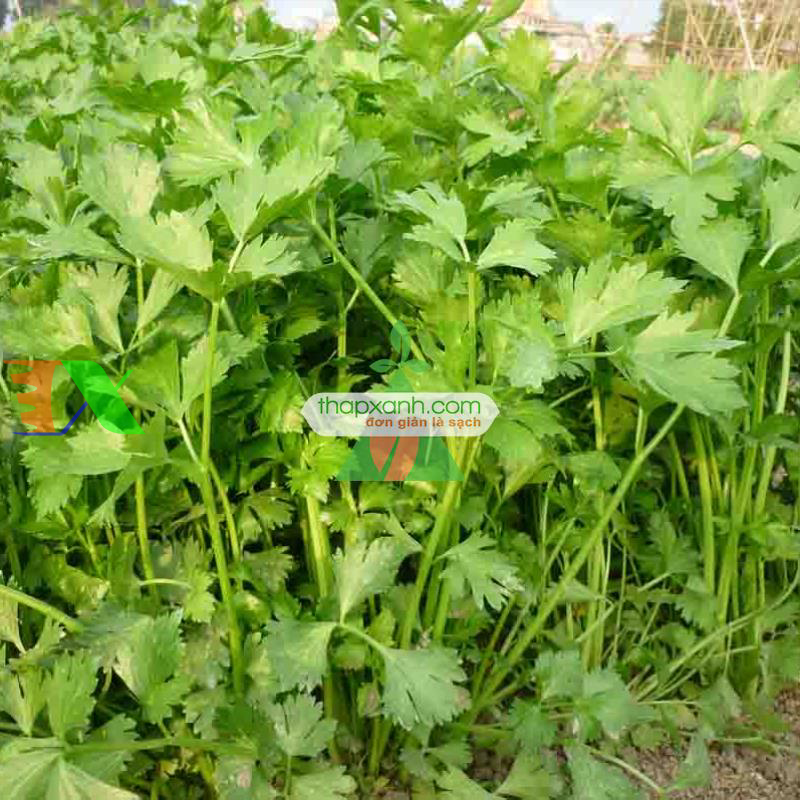 Hạt giống rau Cần Tây (Nga)