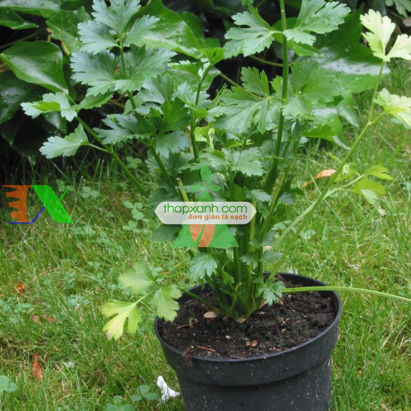 Hạt giống rau Cần Tây (Nga)