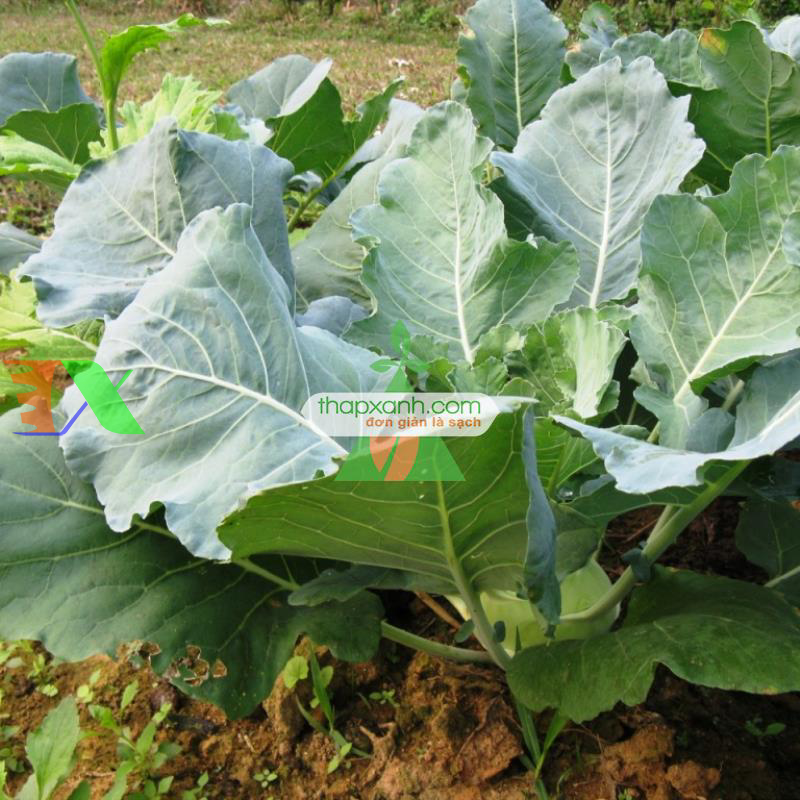 Hạt giống Củ Su Hào (Xu Hào)