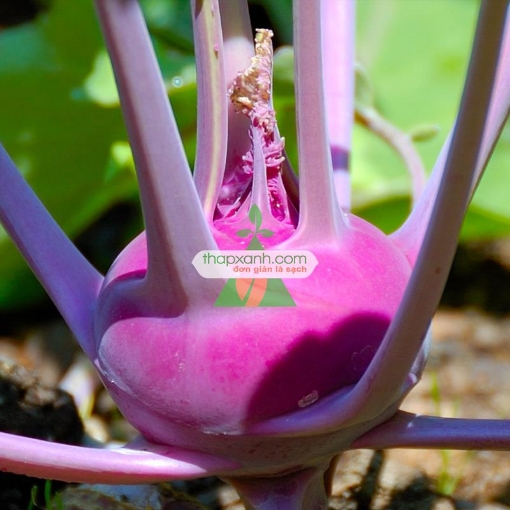 Picture of Hạt giống Củ Su Hào (Xu Hào) tím