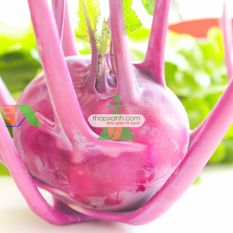 Hạt giống Củ Su Hào (Xu Hào) tím