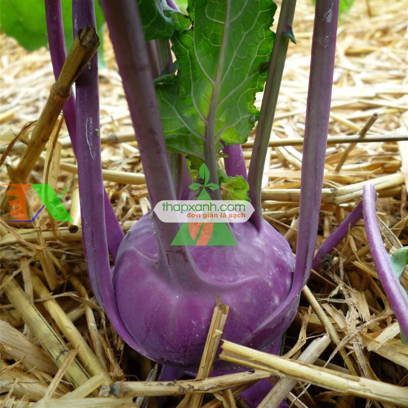 Hạt giống Củ Su Hào (Xu Hào) tím