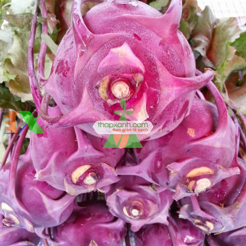 Hạt giống Củ Su Hào (Xu Hào) tím