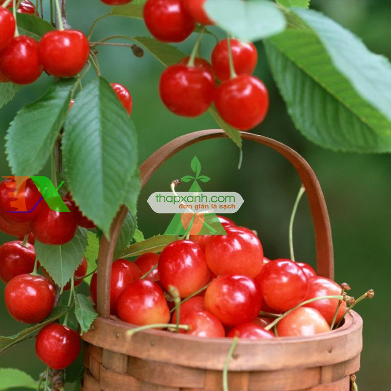 Hạt giống Quả Anh Đào (Cherry)