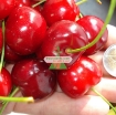 รูปภาพของ Hạt giống Quả Anh Đào (Cherry)