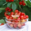 รูปภาพของ Hạt giống Quả Anh Đào (Cherry)
