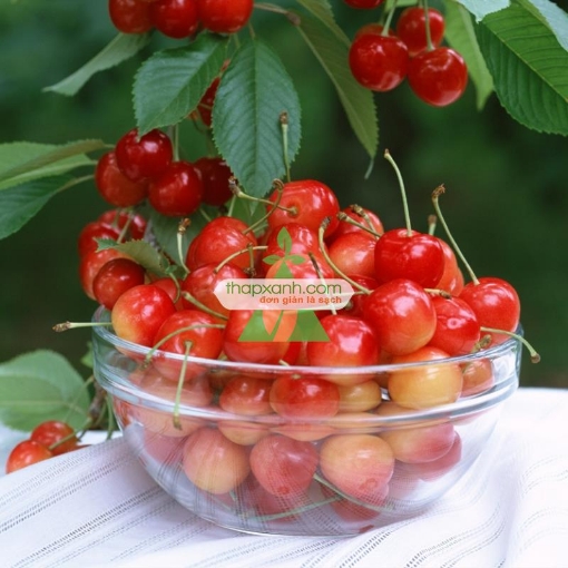 รูปภาพของ Hạt giống Quả Anh Đào (Cherry)