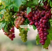 Gambar Hạt giống Nho mix