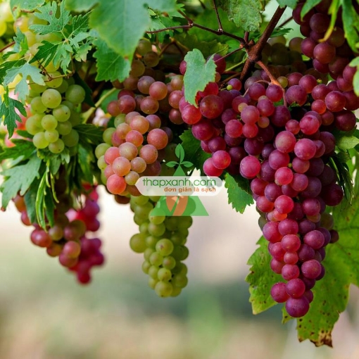 Gambar Hạt giống Nho mix