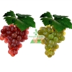 Gambar Hạt giống Nho mix