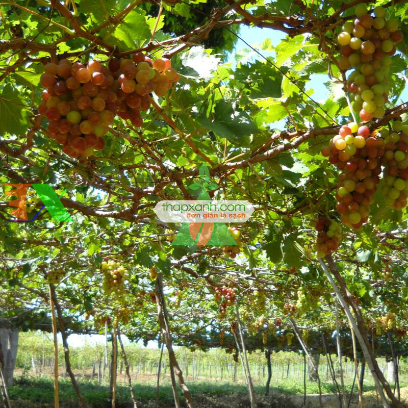Hạt giống Nho mix