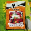 รูปภาพของ Hạt giống hoa Mười Giờ kép mix (Mỹ)