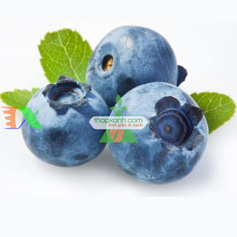 Hạt giống Quả Việt Quất