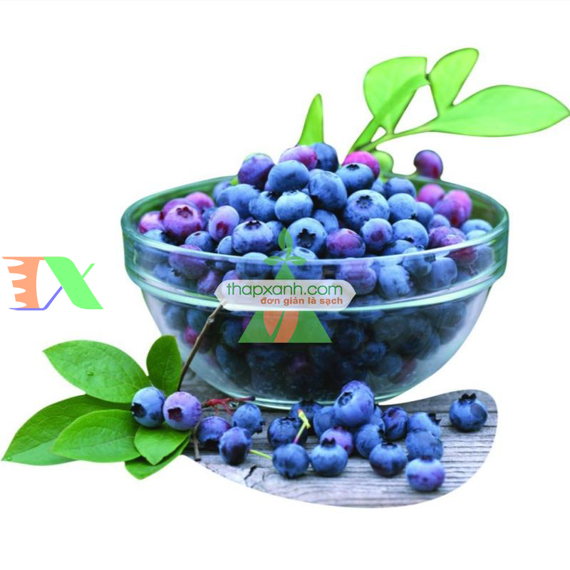 Hạt giống Quả Việt Quất