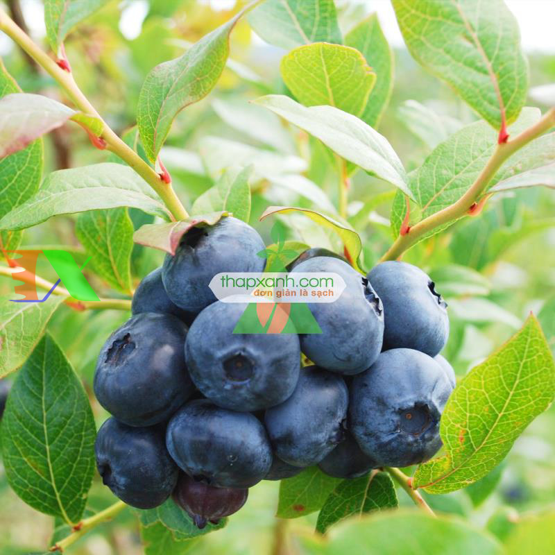 Hạt giống Quả Việt Quất