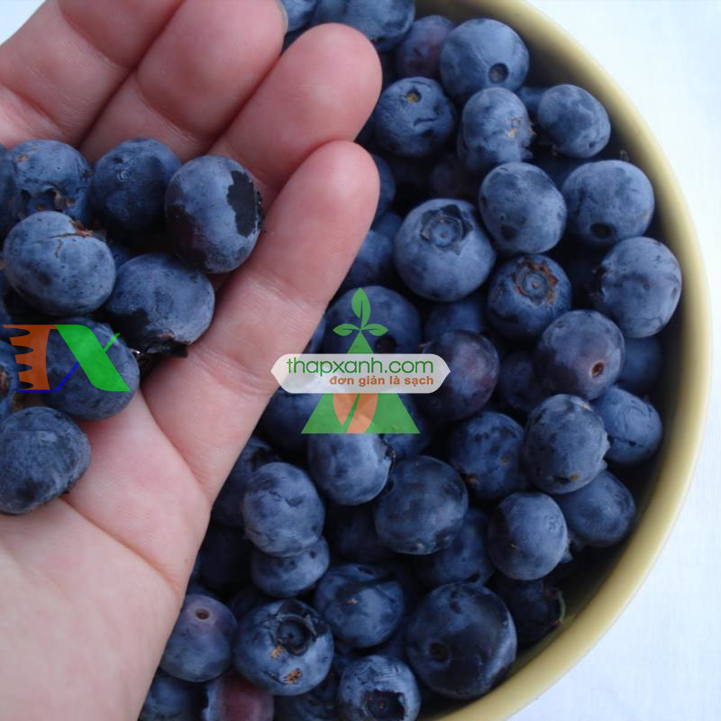 Hạt giống Quả Việt Quất