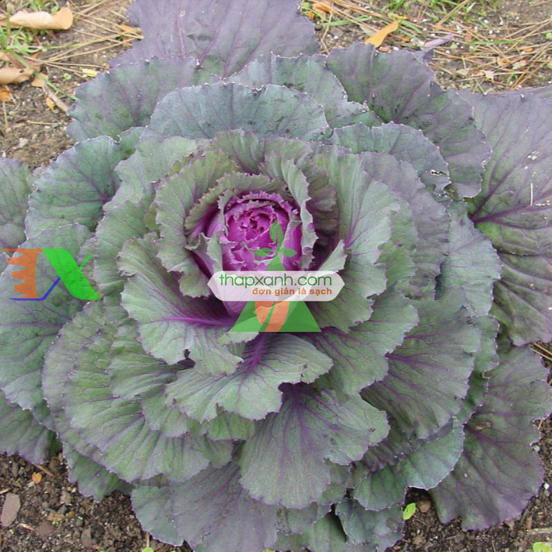 Hạt giống Bắp cải tím (Việt Nam)