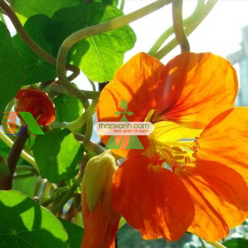 Hạt giống hoa Sen Cạn mix