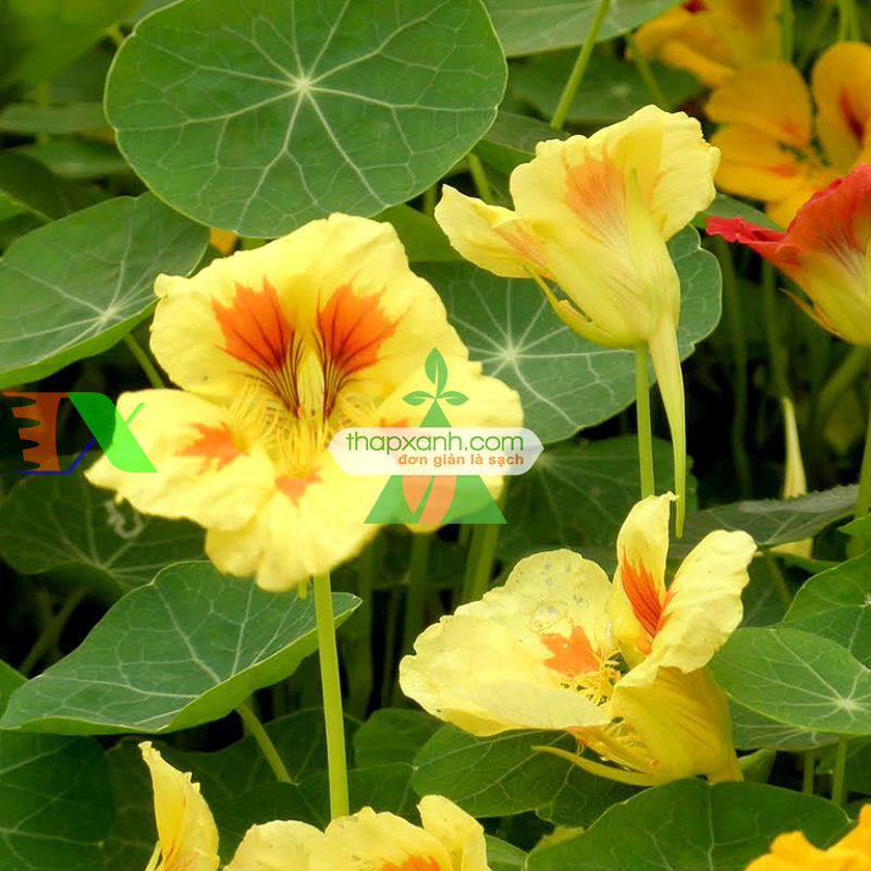 Hạt giống hoa Sen Cạn mix