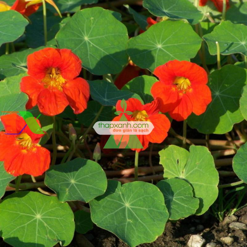 Hạt giống hoa Sen Cạn mix