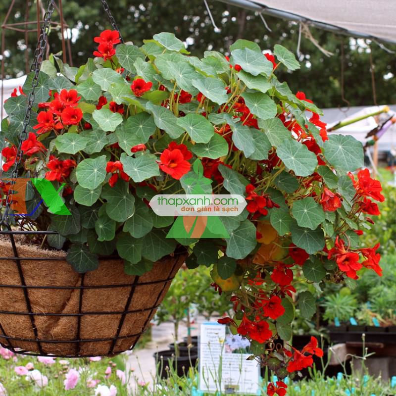 Hạt giống hoa Sen Cạn mix