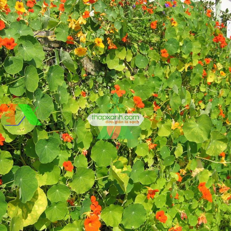 Hạt giống hoa Sen Cạn mix