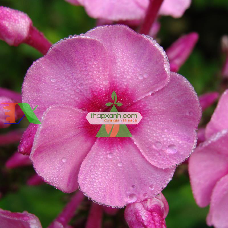 Hạt giống hoa Thanh Trúc mix