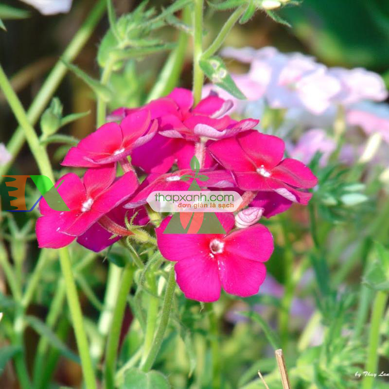 Hạt giống hoa Thanh Trúc mix