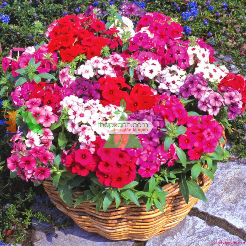 Hạt giống hoa Thanh Trúc mix