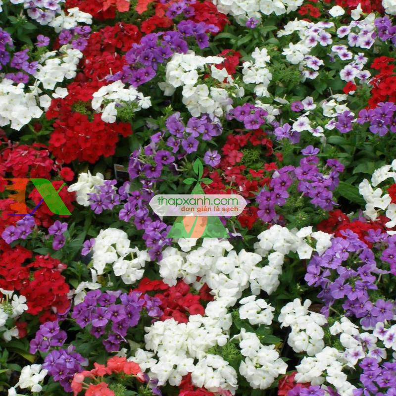 Hạt giống hoa Thanh Trúc mix