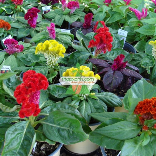 รูปภาพของ Hạt giống Hoa Mào Gà Búa