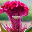 รูปภาพของ Hạt giống Hoa Mào Gà Búa