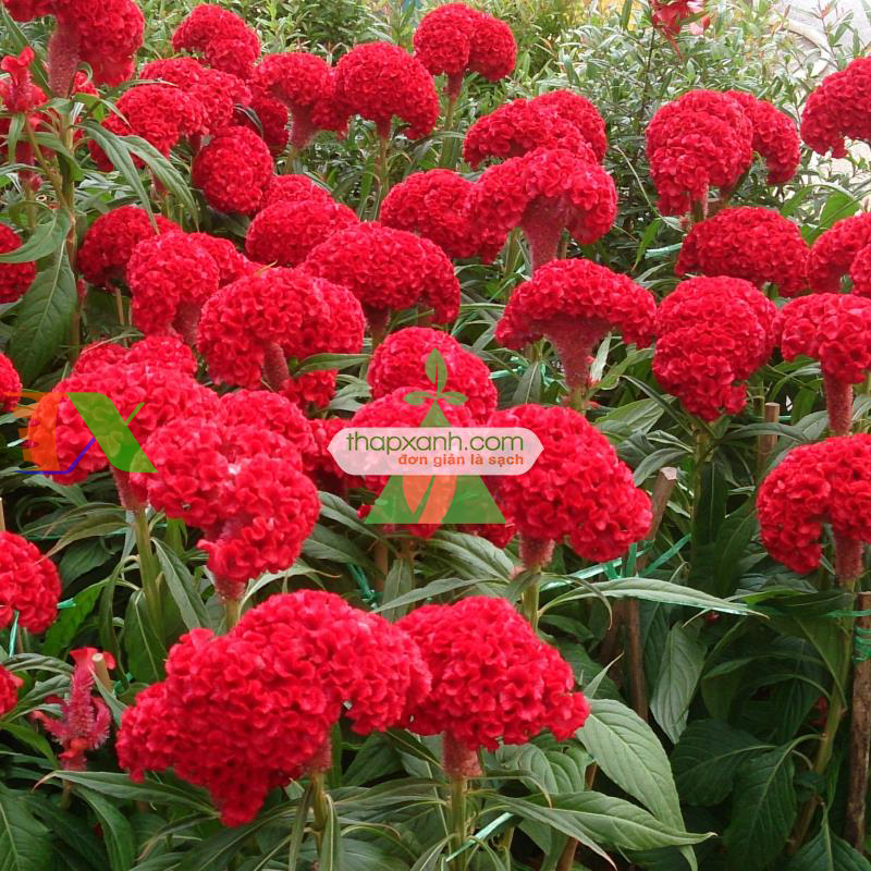 Hạt giống Hoa Mào Gà Búa