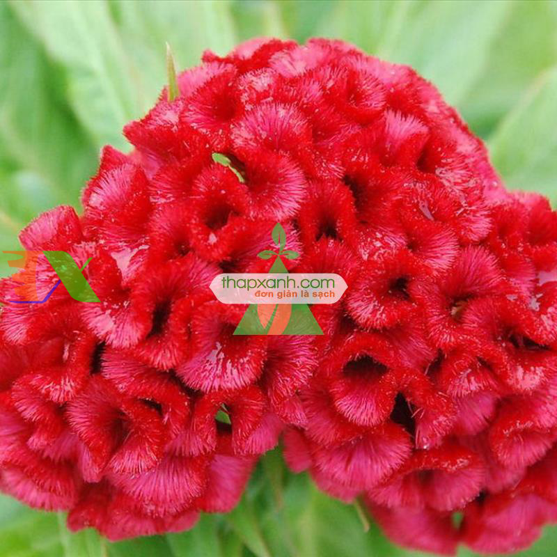 Hạt giống Hoa Mào Gà Búa