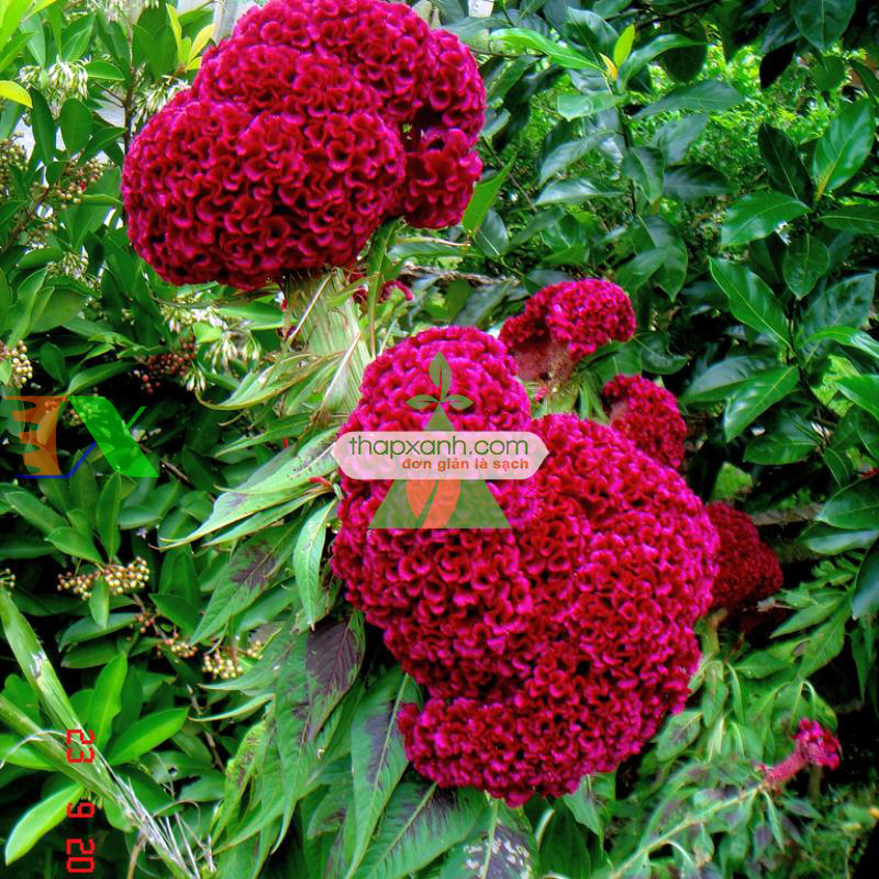Hạt giống Hoa Mào Gà Búa