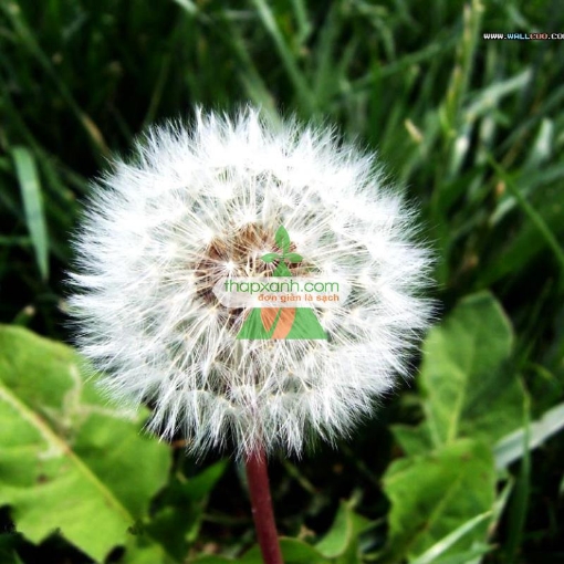 图片 Hạt giống Hoa Bồ Công Anh