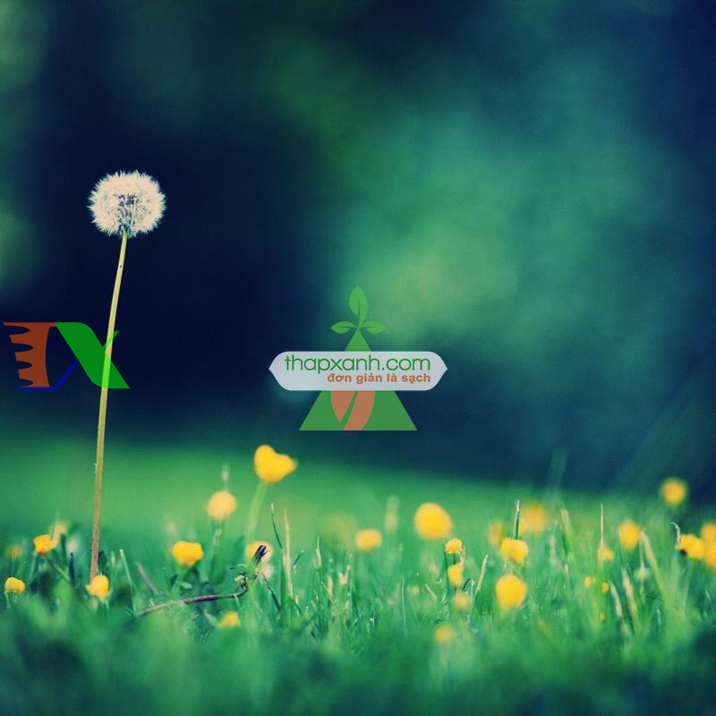 Hạt giống Hoa Bồ Công Anh