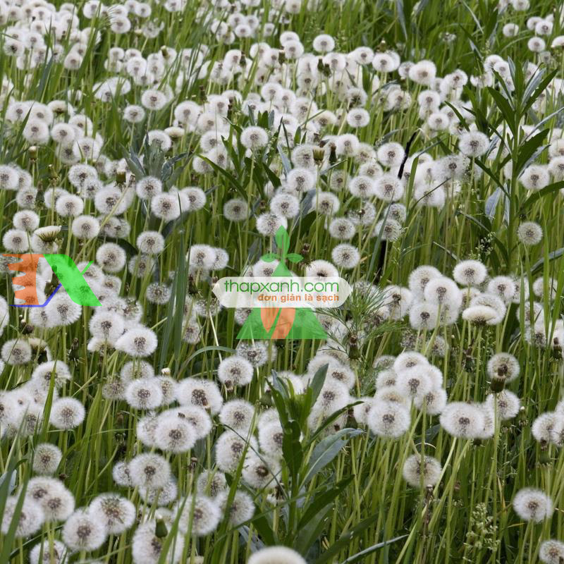 Hạt giống Hoa Bồ Công Anh