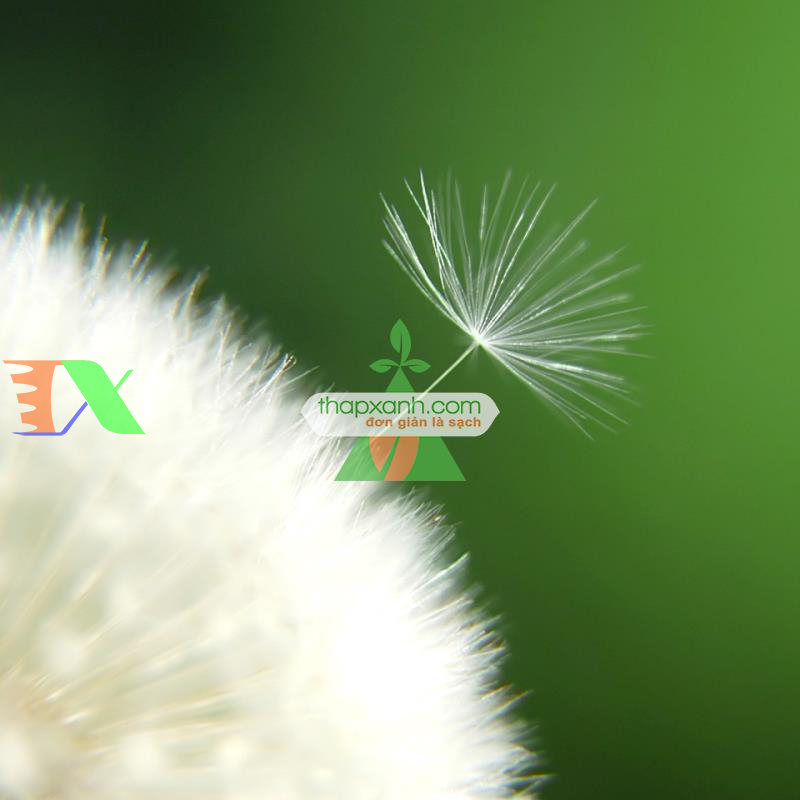 Hạt giống Hoa Bồ Công Anh