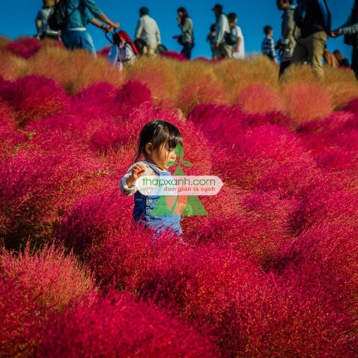 Gambar Hạt giống Cỏ Đổi Màu (Kochia)