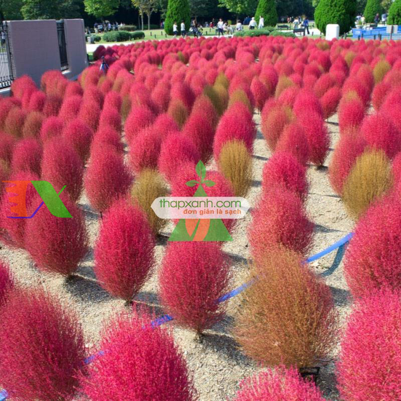 Hạt giống Cỏ Đổi Màu (Kochia)