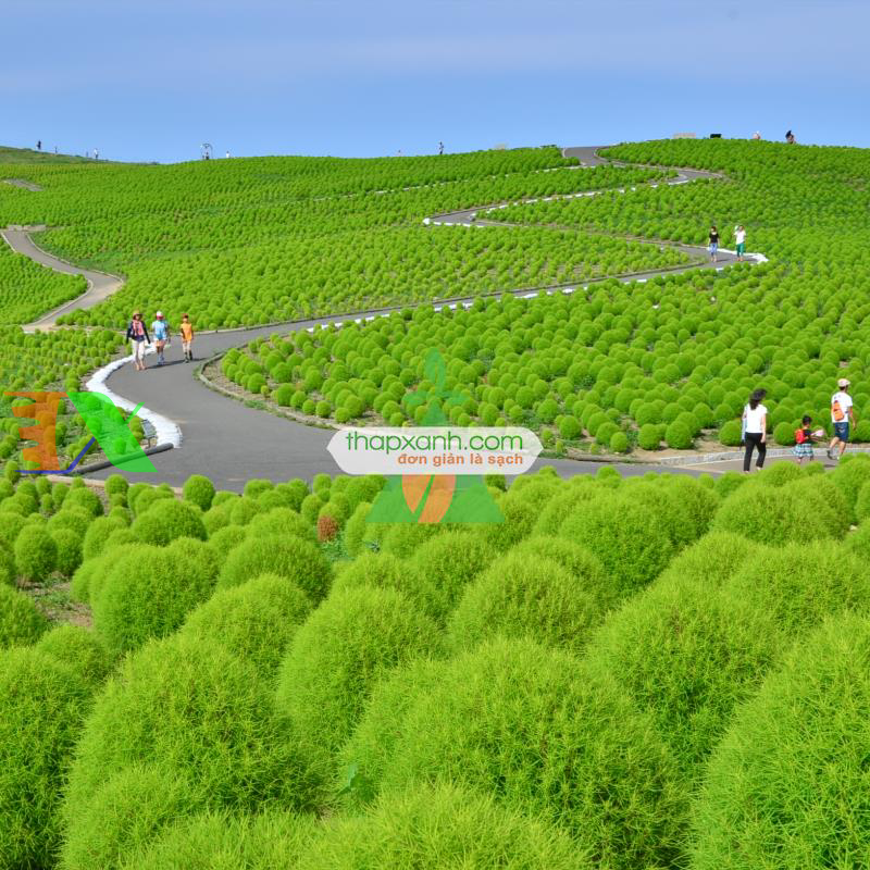 Hạt giống Cỏ Đổi Màu (Kochia)